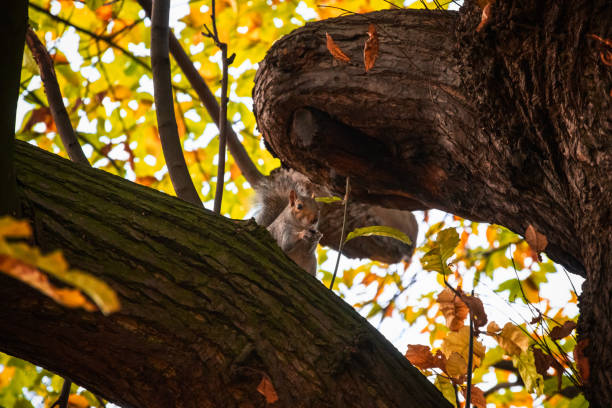 istock A squirrel eating an acorn on tree branches in Greenwich park, London 1186979892