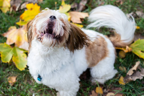 Cute Shih Tzu puppy in the park Cute Shih Tzu puppy in the park, autumn outdoors tibetan lion dog stock pictures, royalty-free photos & images