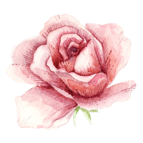 Watercolor rose. Hand painted, isolated on white background. Best for print, poster, greeting card, invitation, postcard, textile design, vintage, fabric,wedding decor, baby shower, girl style, wallpaper, nursery rosa de acuarela. pintado a mano, aislado sobre fondo blanco. ideal para imprimir, póster, tarjeta de felicitación, invitación, postal, diseño textil, vintage, tela, decoración de la boda, baby shower, estilo de niña, papel pintado, guardería