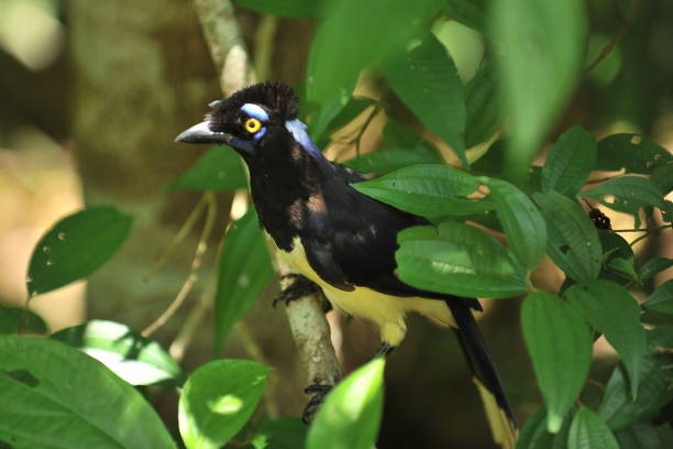 istock Tropical black bird with a yellow belly. 1186981171