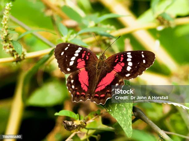 A Coolie Butterfly Rests On A Leaf Stock Photo - Download Image Now - Animal Body Part, Animal Wing, Beauty