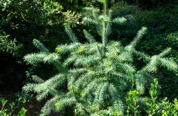 Blue foliage of Chinese Fir Tree (Cunninghamia lanceolata 'Glauca'). Background or Texture of leaves in Park Aivazovsky or Paradise in Pertenit, Crimea. Blue foliage of Chinese Fir Tree (Cunninghamia lanceolata 'Glauca'). Background or Texture of leaves in Park Aivazovsky or Paradise in Pertenit, Crimea. picea pungens stock pictures, royalty-free photos & images