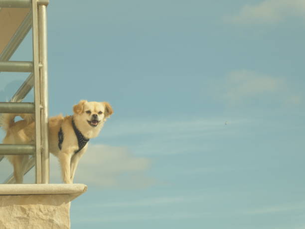 istock A puppy in the sky 1186986603