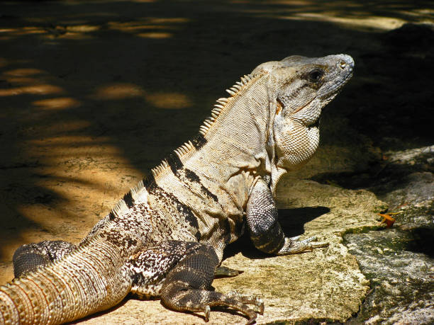 istock Lezard in Cuban sun 1186986774
