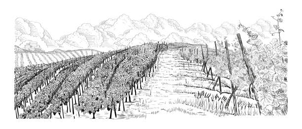 地平線と雲の上に農場を持つブドウ園の風景の丘は、白に隔離されたスケッチベクトルイラストを描きました - winemaking点のイラスト素材／クリップアート素材／マンガ素材／アイコン�素材