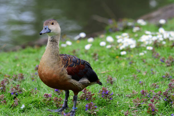 Portrait of a wandering whistling duck (dendrocygna arcuata) standing by the waters edge