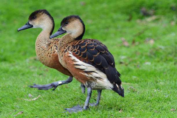 Portrait of a wandering whistling duck (dendrocygna arcuata) standing by the waters edge