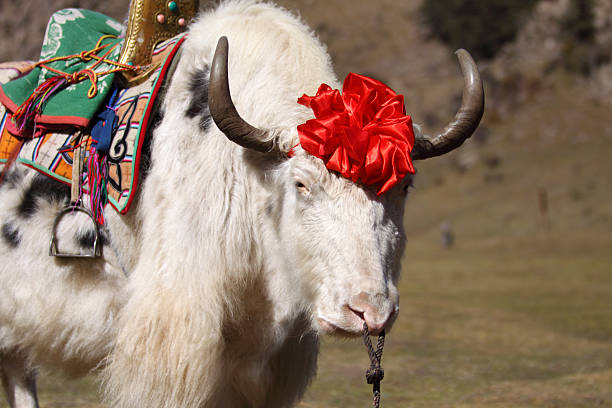 Mongolia Yak Stock Photos, Pictures & Royalty-Free Images - iStock Mongolia Yak Stock Photos, Pictures & Royalty-Free Images - iStock