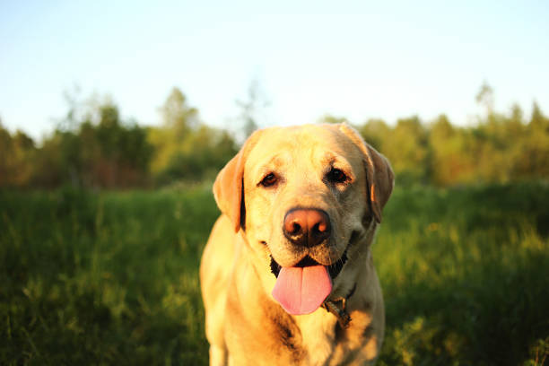 istock Beautiful big dog strolling on meadow with flowers 1186989283