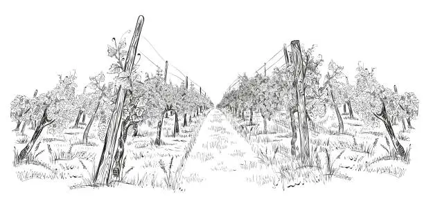 Vector illustration of Vineyard landscape hand drawn horizontal sketch vector illustration isolated on white