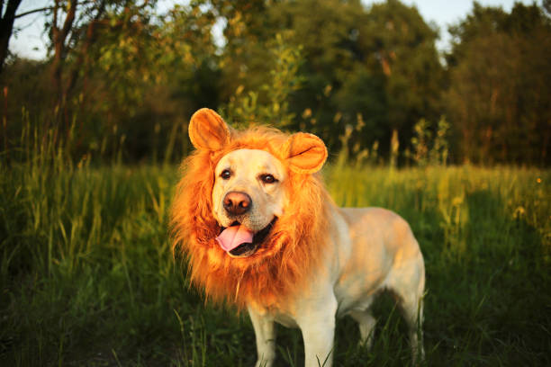 freundlicher hund mit gefälschter mähne im wald am sonnigen abend - fake hair stock-fotos und bilder