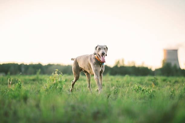 istock Kindly dog in collar strolling on grass at nature 1186990508