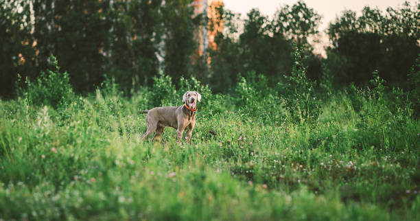 istock Big grey dog strolling at green beautiful meadow 1186990525
