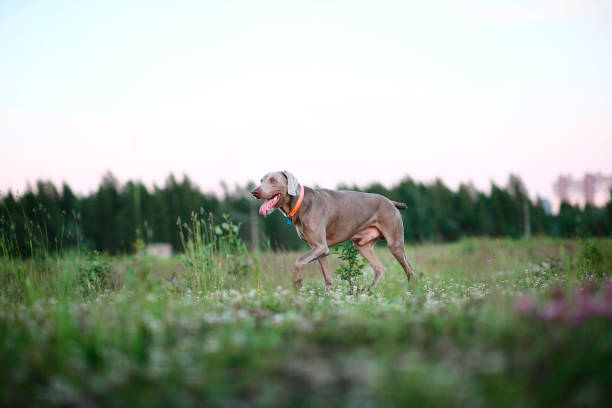 istock Big grey dog strolling at green beautiful meadow 1186990558