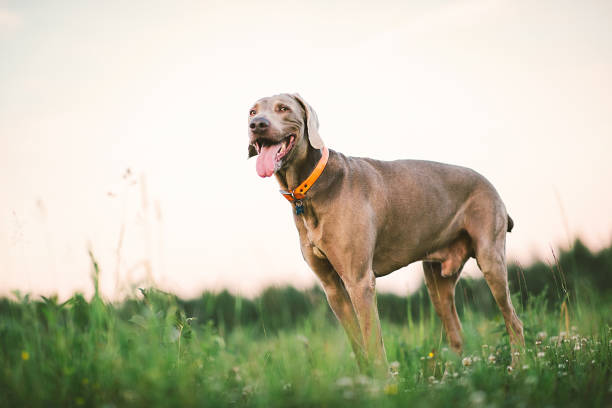 istock Big grey dog strolling at green beautiful meadow 1186990564