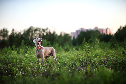 Side view of Weimaraner with grey wool standing among green grass and flowers at countryside and looking away
