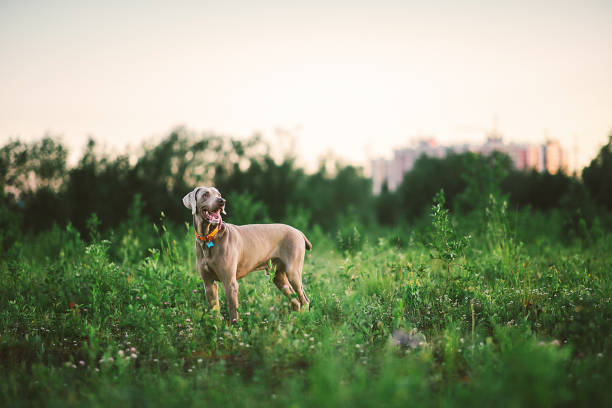 istock Big grey dog strolling at green beautiful meadow 1186990588