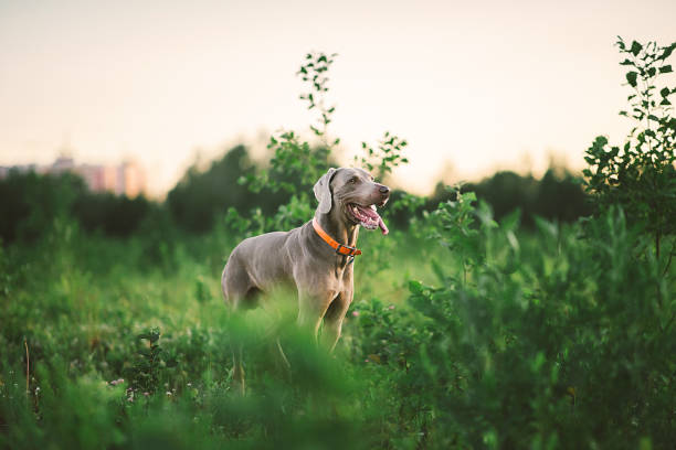 istock Big grey dog strolling at green beautiful meadow 1186990605
