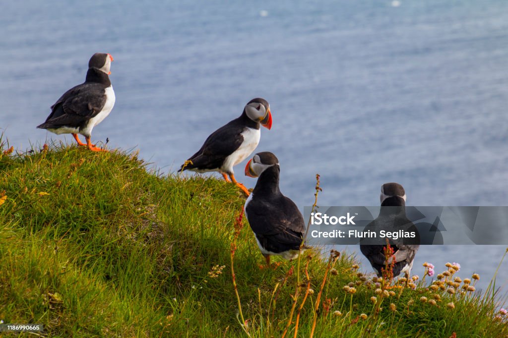 Puffins in Látrabjarg A group of puffins are sitting in the meadow at Látrabjarg a coast of the Westfjords in Iceland Iceland Stock Photo