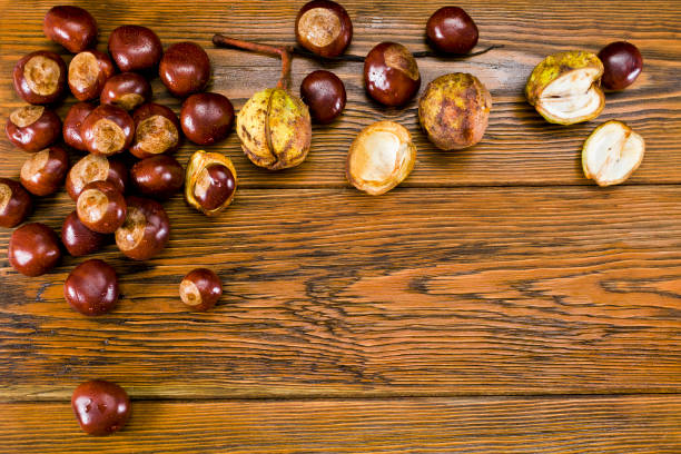Chestnut fruits on a wet wooden table. Autumn background. Text space.