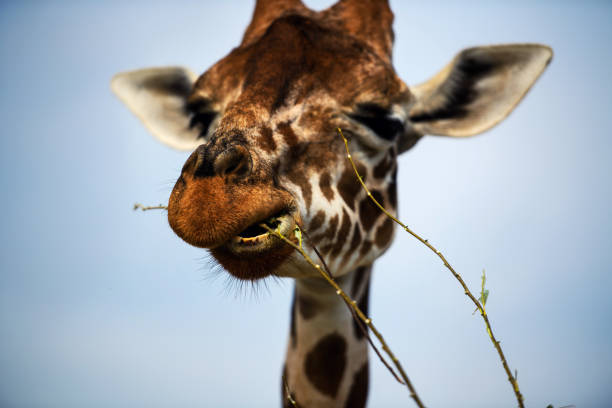 istock Funny giraffe on the blue sky background 1186992005