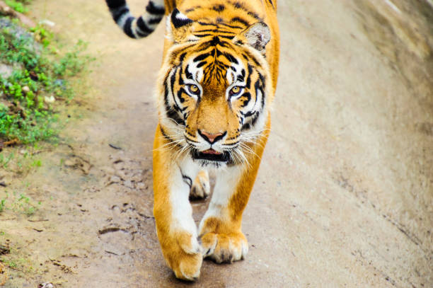 istock Beautiful amur tiger portrait 1186992031