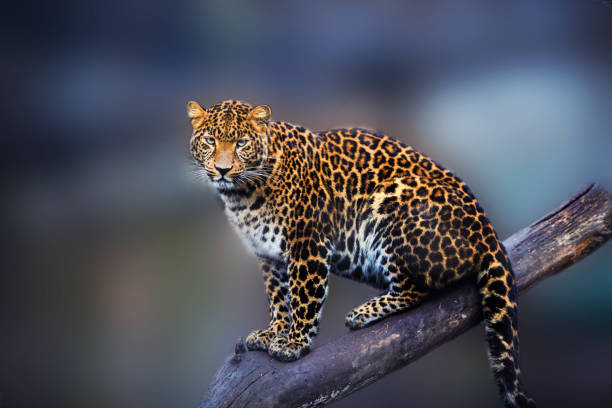 istock Portrait of a beautiful leopard 1186992229