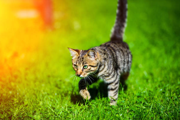 istock adorable tabby kitten outdoors 1186992244