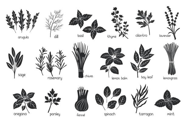 черные травы специи силуэты - tarragon twig plant herb stock illustrations