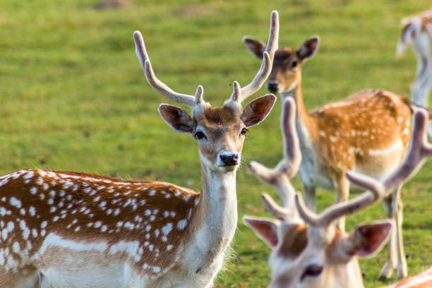 istock Reindeers Running Around in Latvia 1186997807