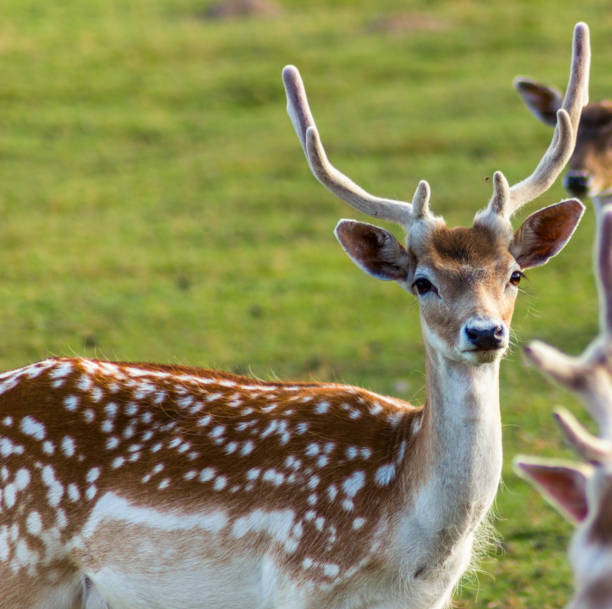 istock Reindeers Running Around in Latvia 1186997835