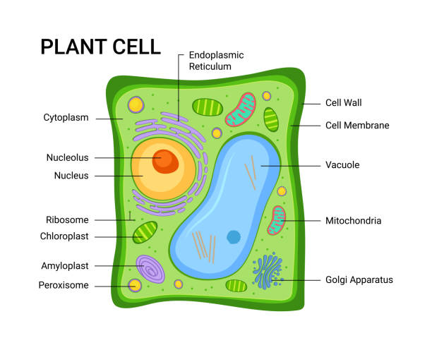 ilustraciones, imágenes clip art, dibujos animados e iconos de stock de ilustración vectorial de la estructura de anatomía de la célula vegetal. infografía con núcleo, mitocondrias, retículo endoplasmático, aparato golgi, citoplasma, membrana de pared - animal cell