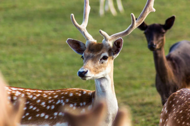 istock Reindeers Running Around in Latvia 1186997947