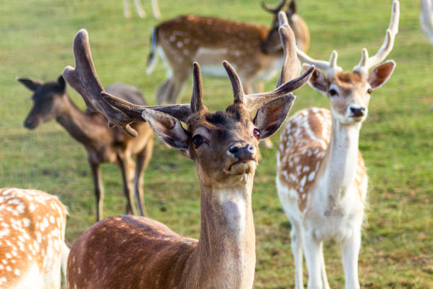 istock Reindeers Running Around in Latvia 1186998071
