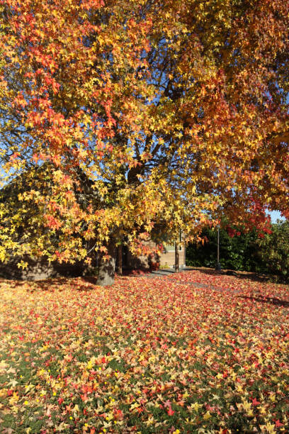 istock Small Country Home Hidden By Large Maple Tree 1186999125