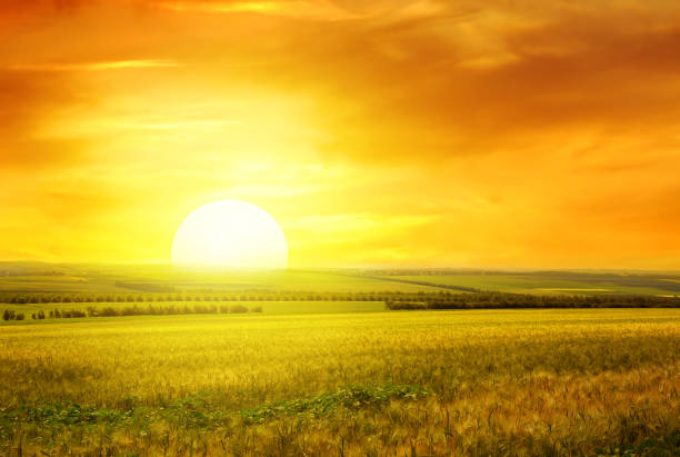 istock Golden sunset over field 1186999346