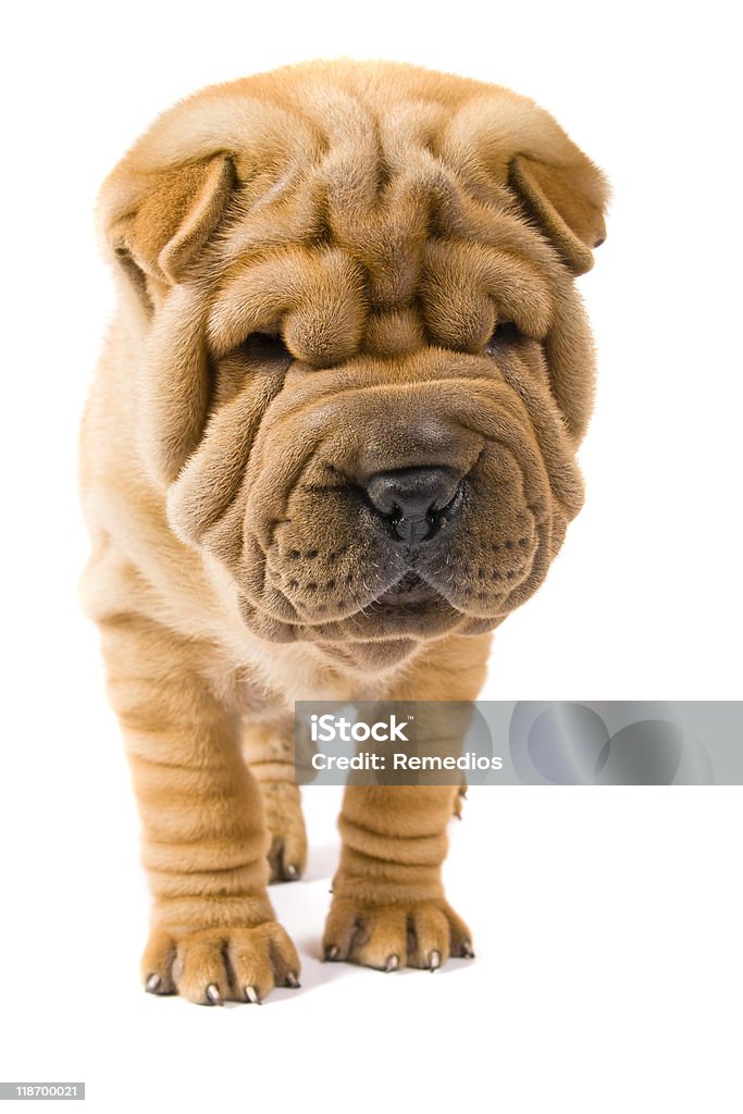 sharpei perro - Foto de stock de Amistad libre de derechos