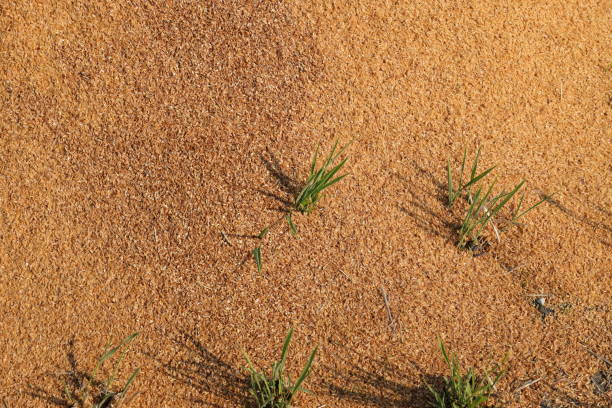 istock Plants19162 1187000248
