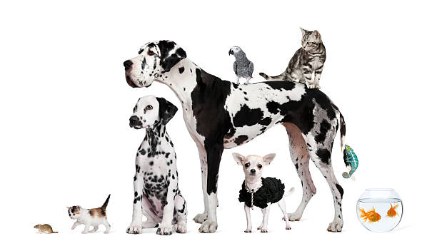 istock Group of pets - Dog, cat, bird, reptile, rabbit, fish 118700028