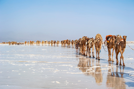 A caravan of camels on their way through the Ass Ale salt lake in the Danakil Desert in Ethiopia. Every day more than 1000 camels are arriving at the place where the Afar people are braking plates of salt out of the ground - the traders are buying these salt-blocks and transporting themt with their caravans of camels and donkeys in 5 - 6 days back to the Highlands of Northern Ethiopia.