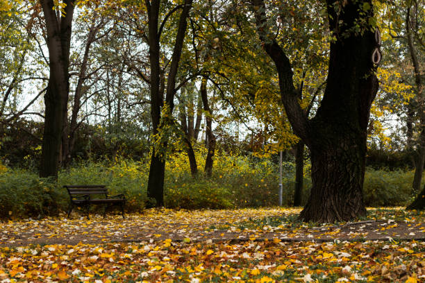 istock Bench in autumn park 1187000504