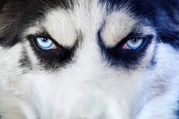 Close-up shot of husky dog blue eyes. Husky dog of black and white color with blue eyes, thoroughbred.