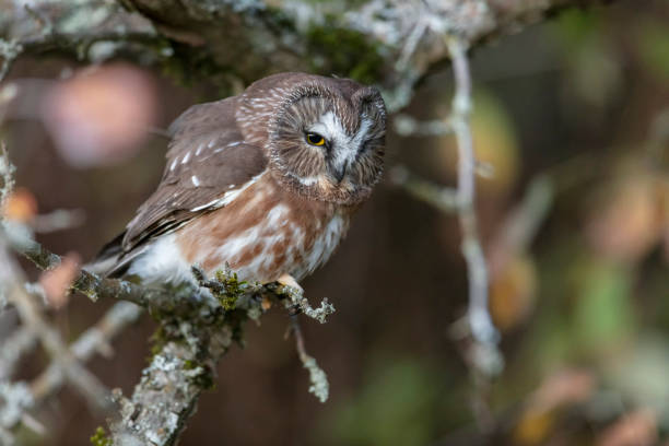 istock Northern saw whet owl 1187001862
