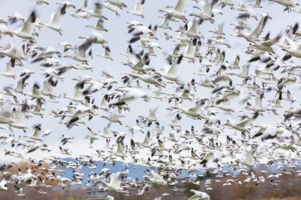 istock Flying Snow Geese with motion blur 1187002109
