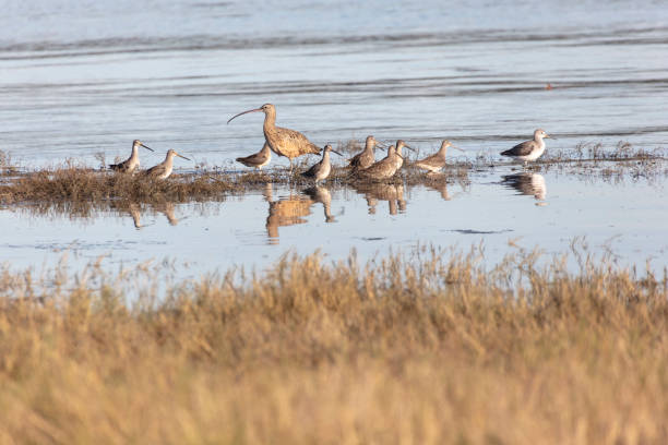 Long-billed Curlew Long-billed Dowitcher Greater Yellowlegs Long-billed Curlew, Long-billed Dowitcher, Greater Yellowlegs at South Surry  British Columbia Canada numenius americanus stock pictures, royalty-free photos & images