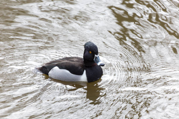 istock male Ring necked Duck 1187003257