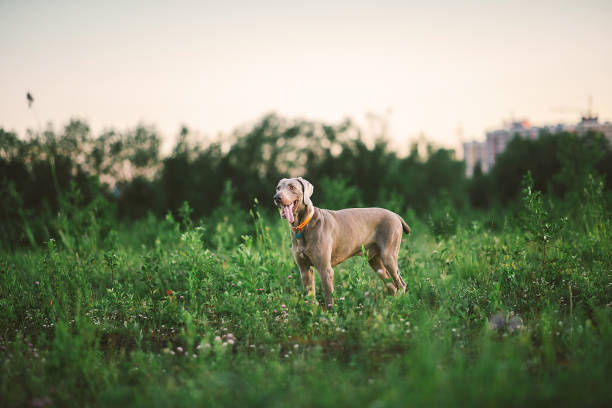 istock Big grey dog strolling at green beautiful meadow 1187003308