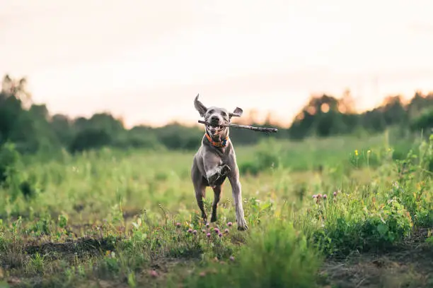 Happy grey Weimaraner running with whip in chaps on green grass on blurred background