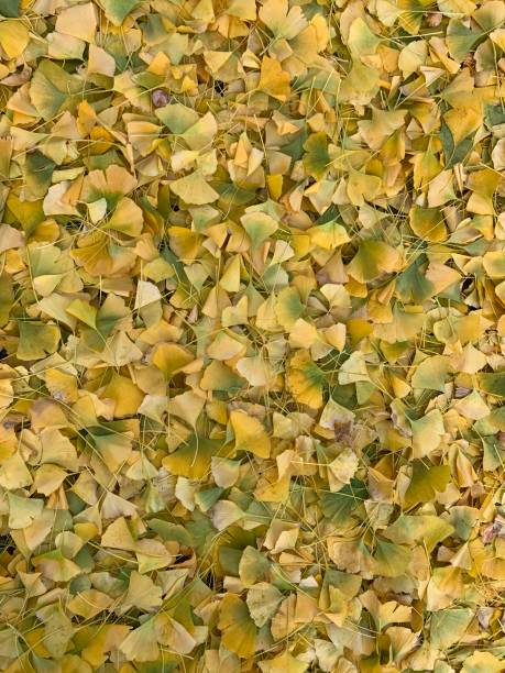 istock Ginkgo Tree Leaves in City Park 1187003512