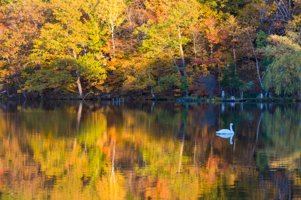 Canadian fall reflection in Parc national du Mont-Saint-Bruno